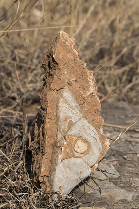 ����״��ʯ