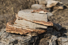 ����״��ʯ