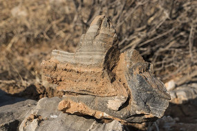 ��������ʯ