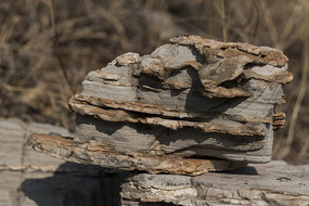 ����״��ʯ