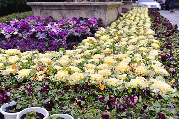 ��԰�㳡��ڷŵĻ���