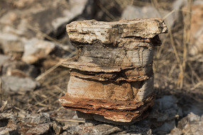 ����״��ʯ