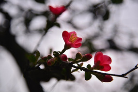 ��ɫ����