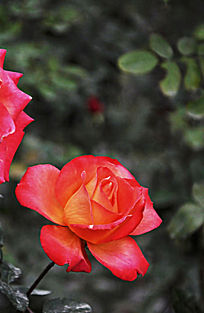 ���ĺ��¼�