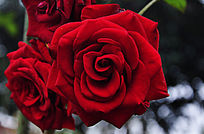 ������¼�