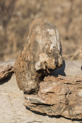 ĥ������ʯ