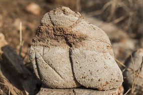 ����״��ʯ