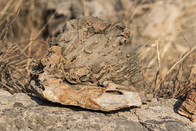 ����ñ����ʯ