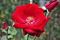 �¼�����