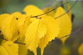 ��ɫ��Ҷ��