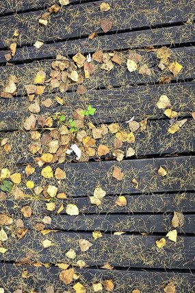 ��ɫ��Ҷ��