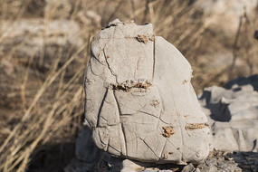 ����״��ʯ