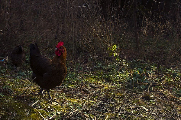 �߶Ⱦ����ĸ��