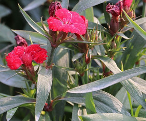 ��ɫ����