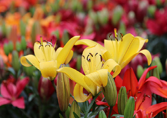 �ƻ��컨����