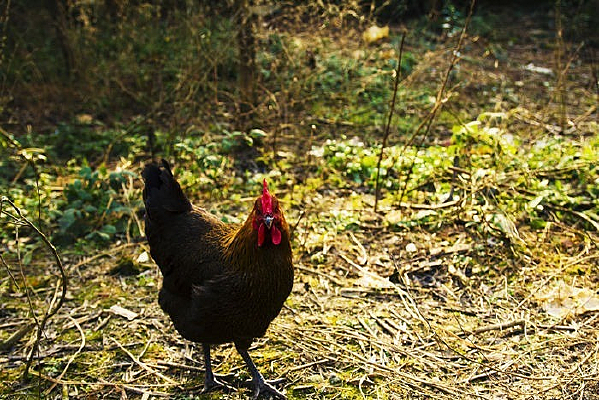 һֻ��ǰ����ĸ��