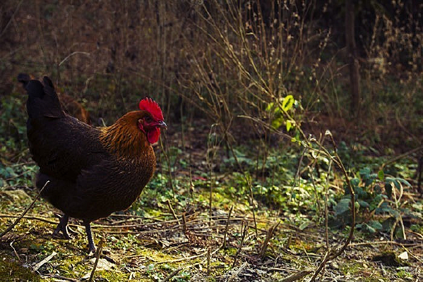 ���е�ĸ��