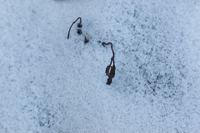 ��ѩ�е���˿