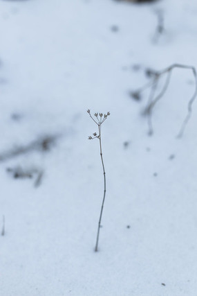 ��ѩ��Ұ��