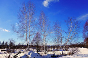 ������ѩ��