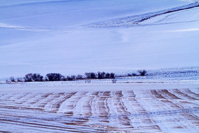 ��ѩ���ǵ�ũ��