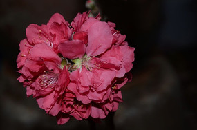 �����ʻ�