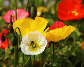 �۷�ɻ�Ұ��