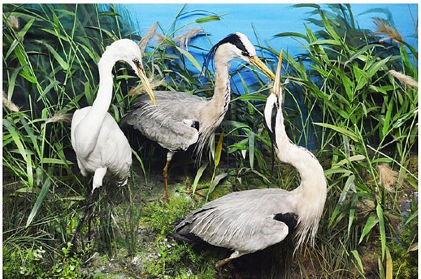 �����Һ�