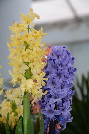 �������ʻ�