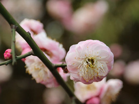 ��ɫ��÷��