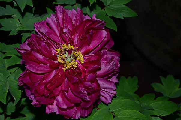 ���޵�ĵ��