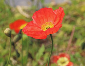 ����Ұ��