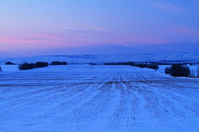 ĺɫ�°�ѩ���ǵ�ũ��