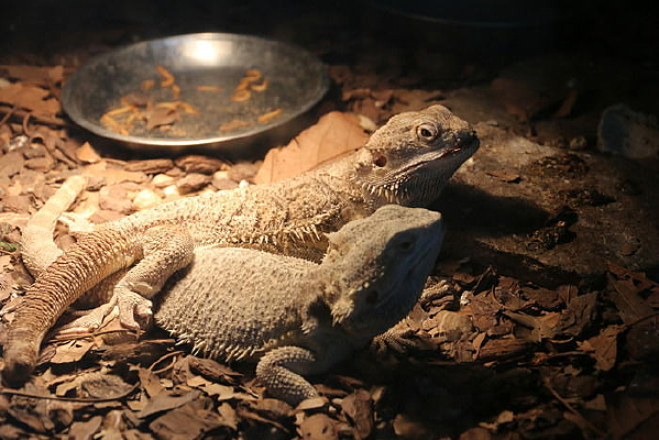 �ɶ�����԰