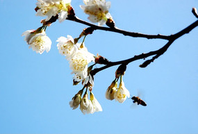 ʢ�����һ�