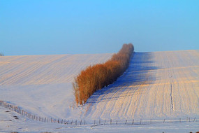 ��Ұ��ѩ����