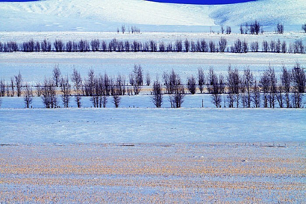 ��Ұ����ѩ��