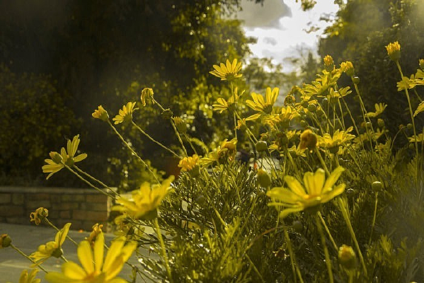 Ϧ���µľջ�