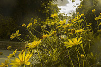 Ϧ���µľջ�