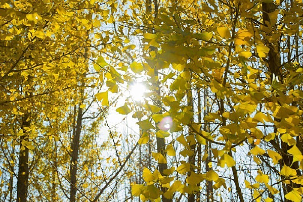 �����µ���Ҷ��