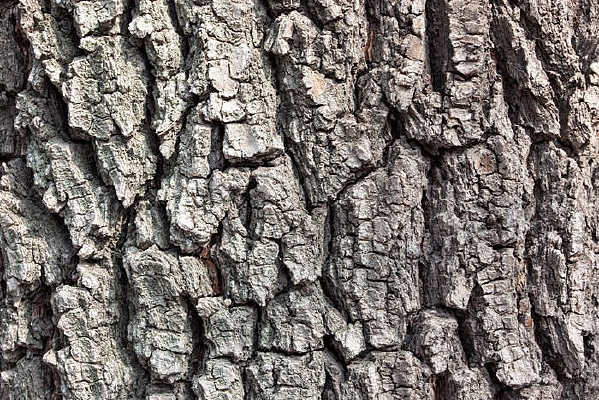 ������Ƥ����