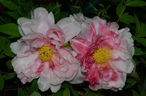 ���޵�ĵ����