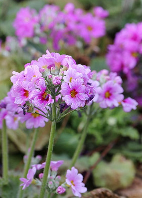 Ұ��������