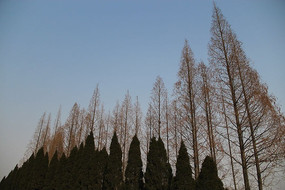 ���յİ������ľ