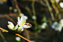 ���Ļ���ɫ�۷�