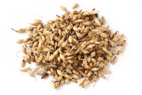 ��ҩ����ѿ