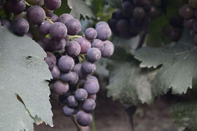 �ĺ�����