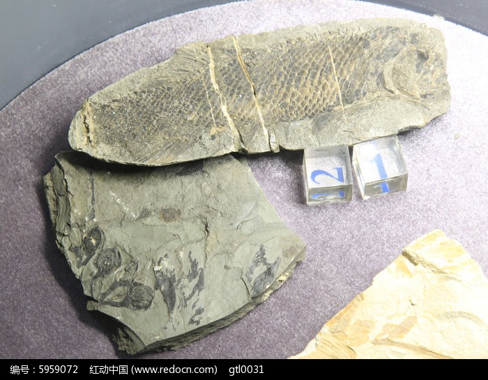 中华鳞齿鱼化石