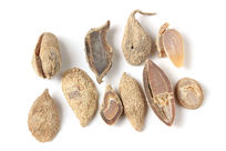 ��ҩ����