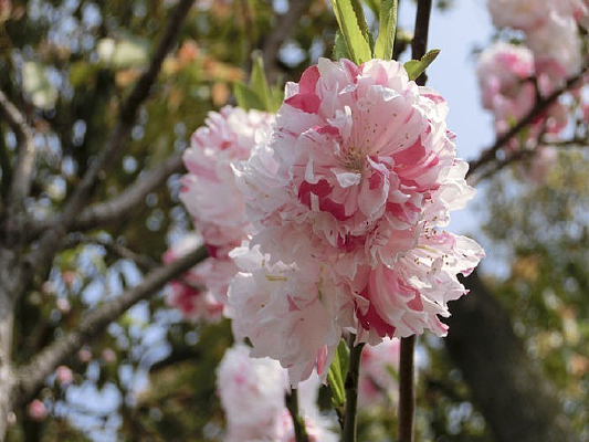 ��ɫ��ɫ˫ɫ�ذ�ӣ��